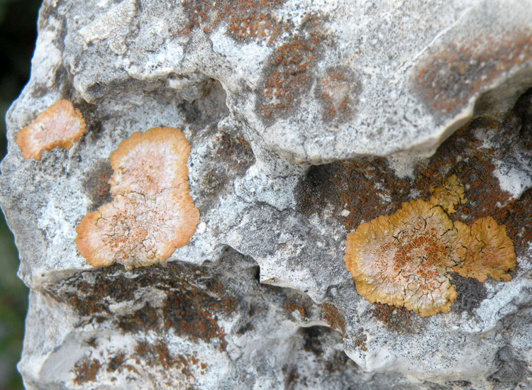 Caloplaca orientale?